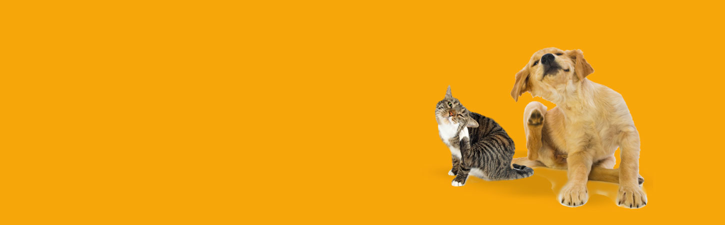 Cat and dog scratching — itching is something we treat