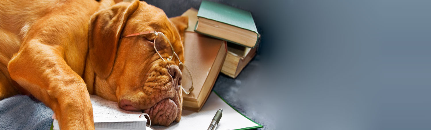 A mastiff resting on a stack of veterinary books
